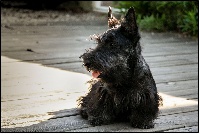 Étalon Scottish Terrier - Hector-happer du Clan Des Bigoudens