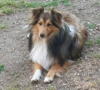 Étalon Shetland Sheepdog - Gheisha blonde du grand pré d 'ortignac