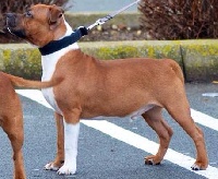 Étalon Staffordshire Bull Terrier - Iron spirit De Contagious Magic