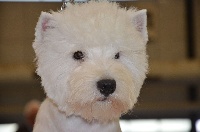 Étalon West Highland White Terrier - Infinity's dream Of Nickelle's Gardens