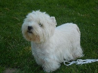Étalon West Highland White Terrier - Bon oeil adoxa