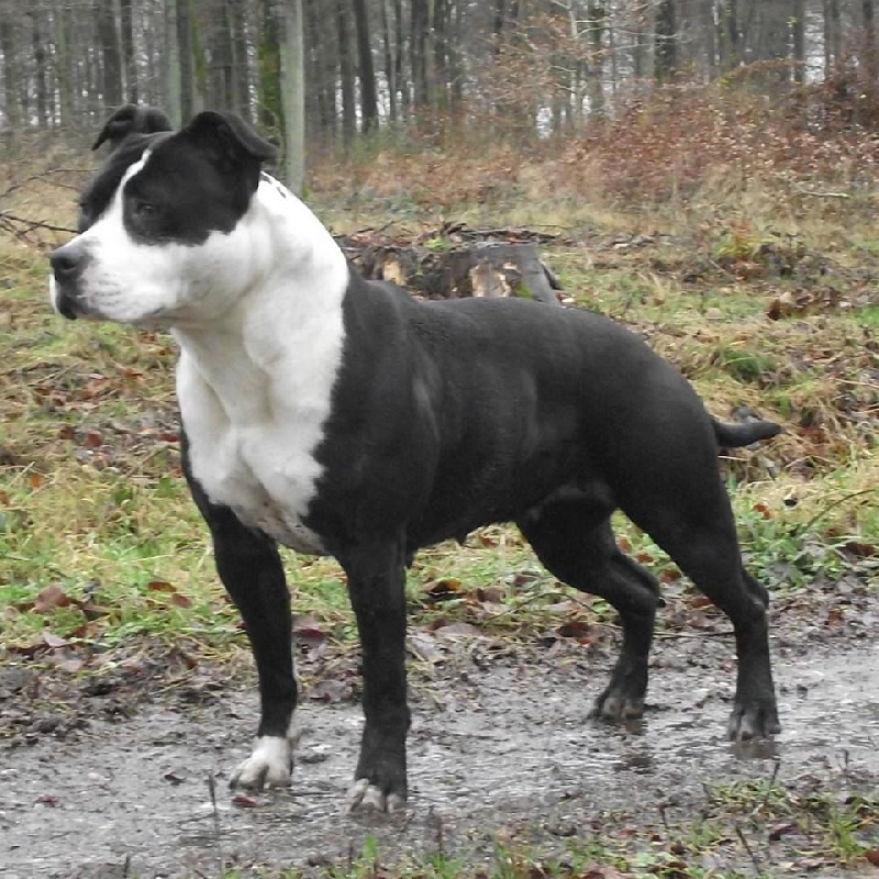 Publication : De Syliv's Auteur : SC