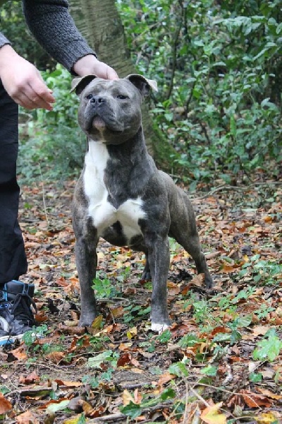 Publication : De Syliv's