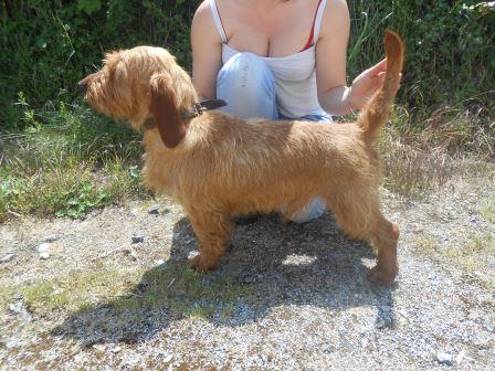 Gaulois du Domaine D'Asgard