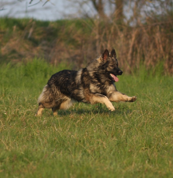 Manera's jessaja von excalibur