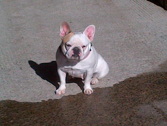 Publication : Picpuce Auteur : estelle payrastre