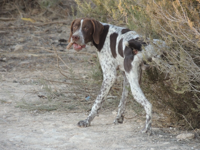 Publication : La Fuente Del Braco Auteur : Louis NAVARRO