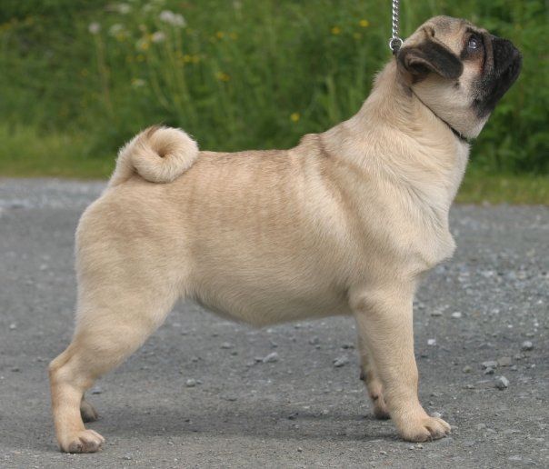 CH. Pugbully Victoria