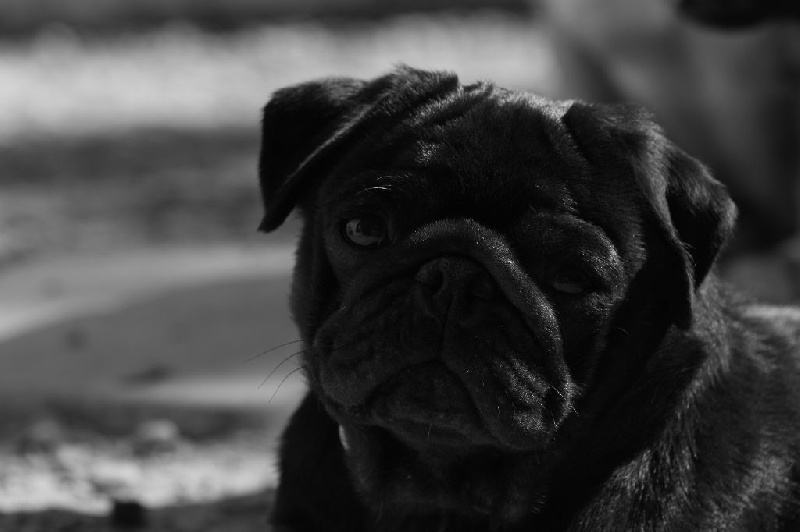 Ivan le terrible De La Schumeraie