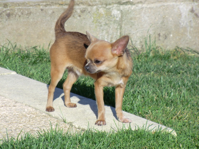 Gypsie De l'archevault