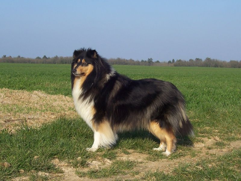CH. Audacieuse légende du bois des amazones