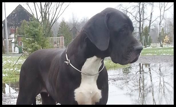 Publication : von Freya's Rosenrot Auteur : Edith Suliman