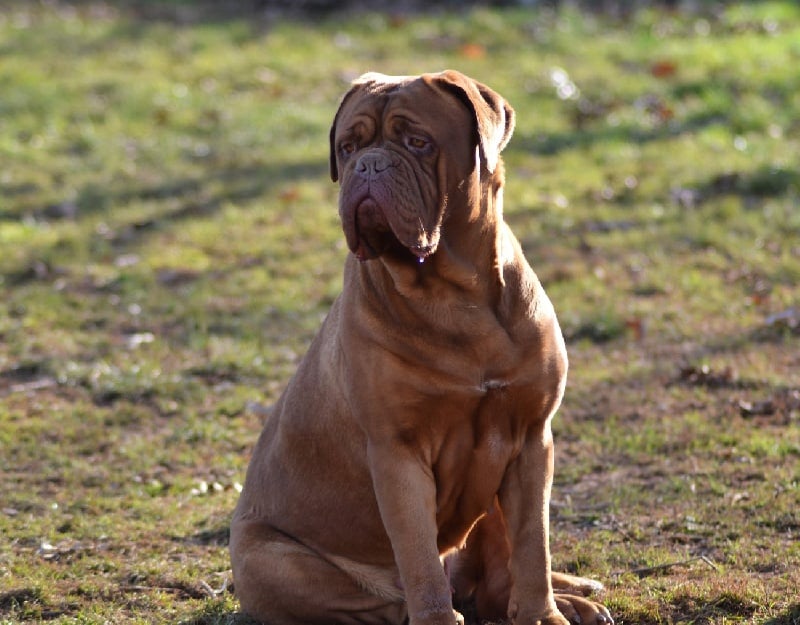 Girl Du Hot-dogues Red