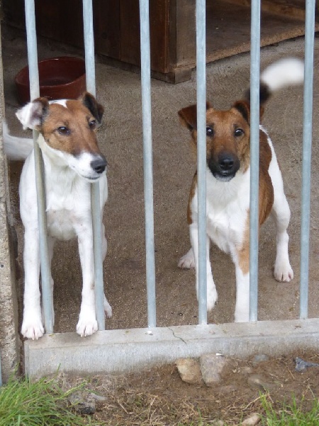 Hercule (Sans Affixe)