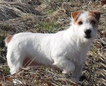 Publication : Des Gardiens Centaures Auteur : FROSCH Amandine