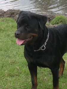 Publication : de l'Ombra del Gigante