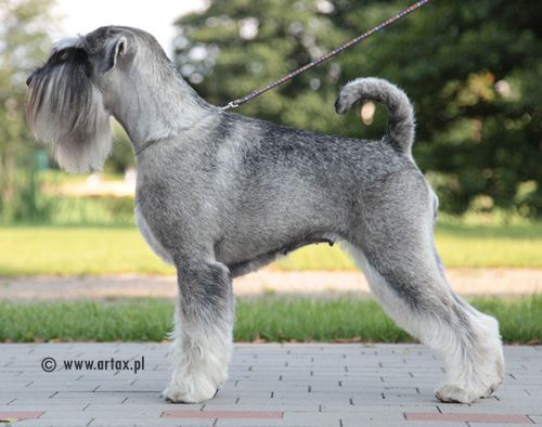 Publication : artax's angels Auteur : A.Wasiak