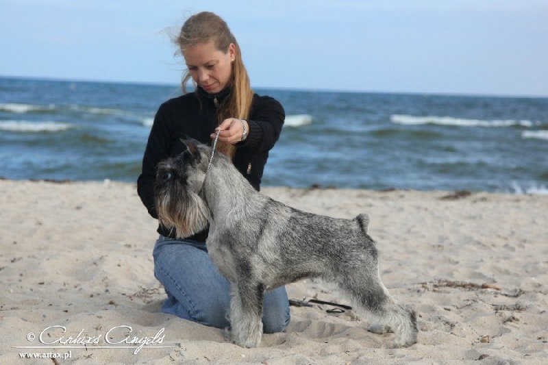 Publication : artax's angels