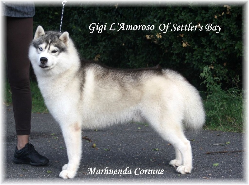 Publication : Of Wolf Siberian Song Auteur : marhuenda corinne 