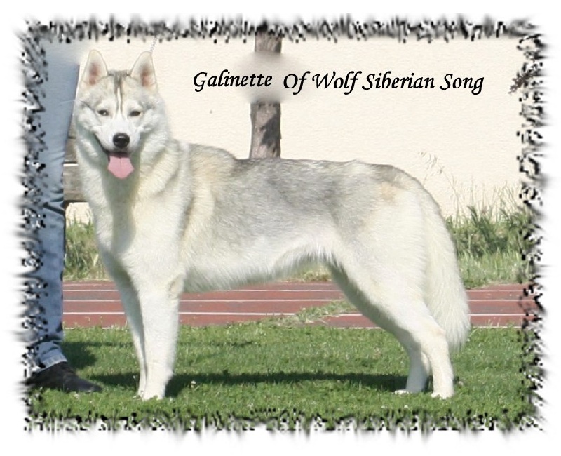 Publication : Of Wolf Siberian Song 