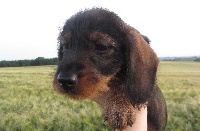 Publication : des vignobles charentais 