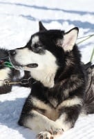 Étalon Alaskan Malamute - G'maya Otsakume du Vercors