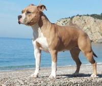 Étalon American Staffordshire Terrier - CH. H'abby (Sans Affixe)