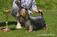Étalon Australian Silky Terrier - CH. Iota-satin's de la Lande Barbot