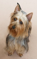 Étalon Australian Silky Terrier - CH. Ellora de la Lande Barbot