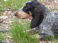 Étalon Basset bleu de Gascogne - Impact des hortes du riberal