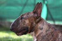 Étalon Bull Terrier - Bulls For Life Hungry eyes