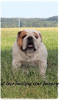 Étalon Bulldog Anglais - el loco bulldog star Barney