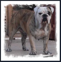 Étalon Bulldog Anglais - Excalibur des brumes du val
