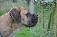 Étalon Cane Corso - Hanoi from paimpont (Sans Affixe)