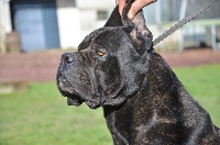 Étalon Cane Corso - Fonzi from paimpont (Sans Affixe)