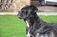 Étalon Cane Corso - Fidji from paimpont (Sans Affixe)