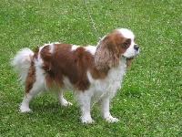 Étalon Cavalier King Charles Spaniel - CH. Creme caramel des plaines de la varennes