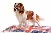 Étalon Cavalier King Charles Spaniel - CH. Golden eyes De castel peyrac