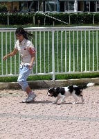 Étalon Cavalier King Charles Spaniel - Lilly del varco