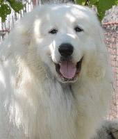 Étalon Chien de Montagne des Pyrenees - Harrison De la cascade de couplan