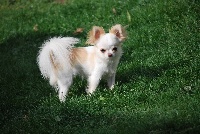 Étalon Chihuahua - Irrésistible poupée De Plessibelliere