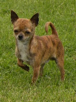 Étalon Chihuahua - Impress me tiger Des muses du haut forez