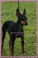 Étalon English Toy Terrier - CH. Irresistible star Of tall and small
