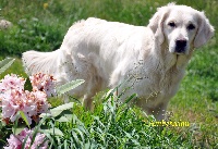 Étalon Golden Retriever - Flames of gold Ambersclan