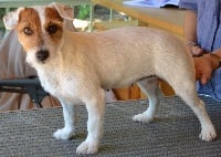 Étalon Jack Russell Terrier - Gribouille De la plaine des oliviers