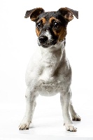 Étalon Jack Russell Terrier - Gaïa des Terriers De Solachri