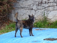 Étalon Kai - Himitsu to odoroki hanako de l'entre deux mondes