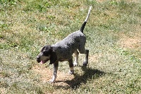 Étalon Petit bleu de Gascogne - Jason (Sans Affixe)