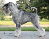 Étalon Schnauzer - CH. Jetaime talhi Galiana