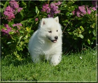 Étalon Siberian Husky - Jackpot des merveilles boréales